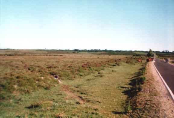 New Forest