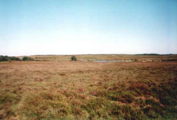 New Forest